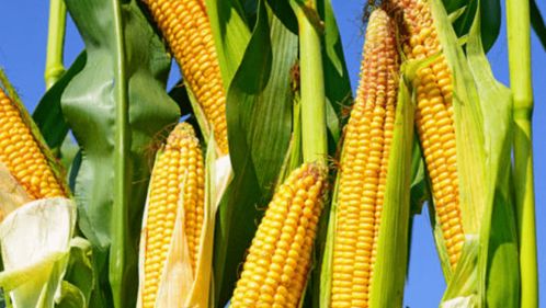 农产品质量安全再创新高 2020年例行监测合格率达97.8%