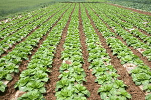 中国农产品市场协会 推动农产品流通现代化与乡村振兴