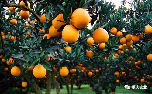 重庆首批特色农产品优势区地图 探寻舌尖上的山城珍品